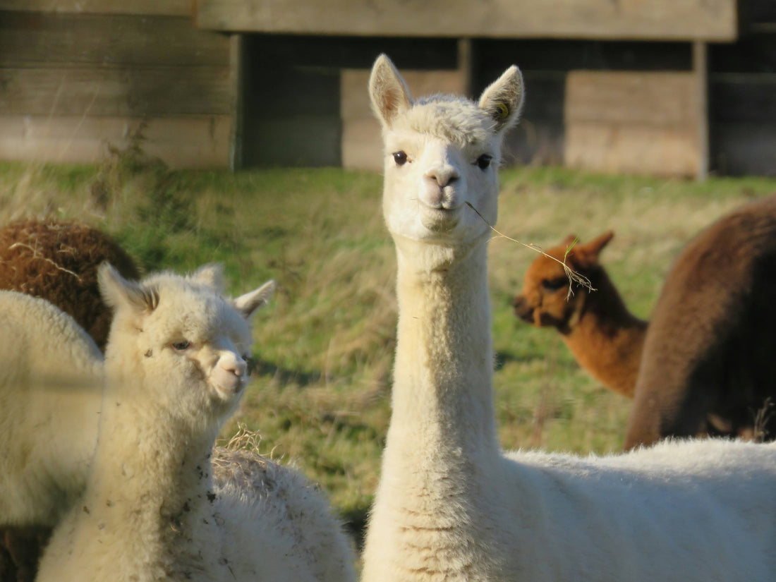 From Cotton to Cashmere: The Properties of Different Fibers